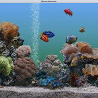 Aquarium-2.jpg