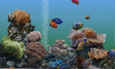 Aquarium-2.jpg