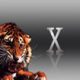 tiger.jpg