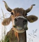 longhorn-2.jpg
