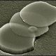 graphene.jpg