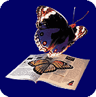 pictoid.gif