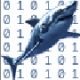 shark.jpg
