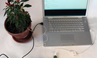 botanicalls0.jpg