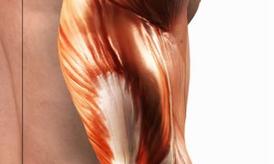muscle-fiber.jpg