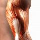 muscle-fiber.jpg