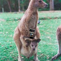 Deux kangourous, un iPhone