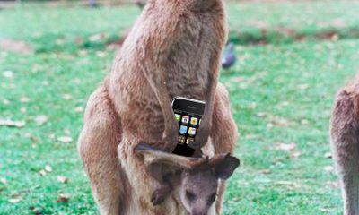 Deux kangourous, un iPhone