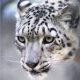 6-4-08snowleopard-1.jpg