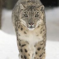 snow_leopard_2.jpg