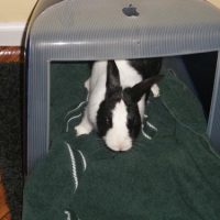 miles-ibunny-20081002.jpg