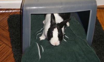 miles-ibunny-20081002.jpg