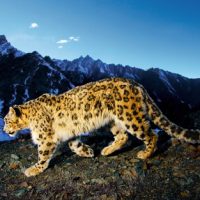 Snow-Leopard-Prowl.jpg
