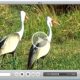 SafariEcranSnapz001-549.jpg