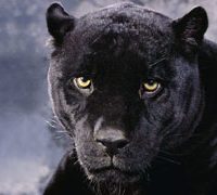 panther-5.jpg