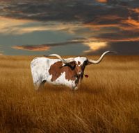 longhorn-5.jpg