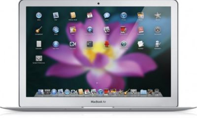 lion_springboard1_20101020-500x308.jpg