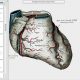 graysanatomy.jpg
