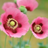 Poppies.jpg