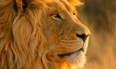 lionrelease-670x417.jpg
