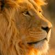 lionrelease-670x417.jpg