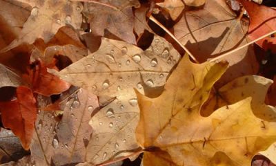 feuille_automne_02.jpg