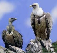 vautours.jpg