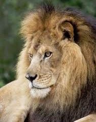 lion-2.jpg