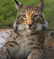 lynx_lynx_poing.jpg