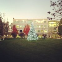 cupertino-christmas-tree.jpg