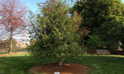 Pixar-Tree-Dedicated-To-Steve-Jobs.jpg