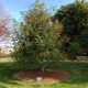 Pixar-Tree-Dedicated-To-Steve-Jobs.jpg