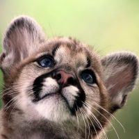 eastern_mountain_lion_cub.jpg