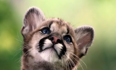 eastern_mountain_lion_cub.jpg