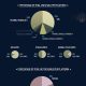 s_s_infographic.jpg