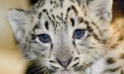 leopard-jpg.jpg