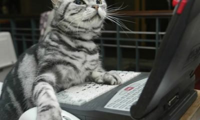 cat-on-computer.jpg