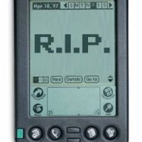 palm-rip-2.jpg