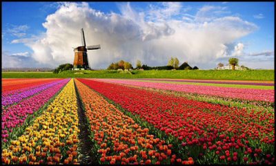 tulipe.jpg