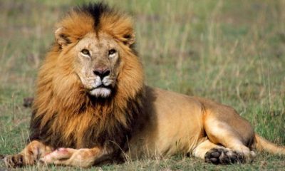 lion-1920x1080-001_w580_h326.jpg