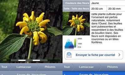 2014-07-03-fleurs-sauge.jpg