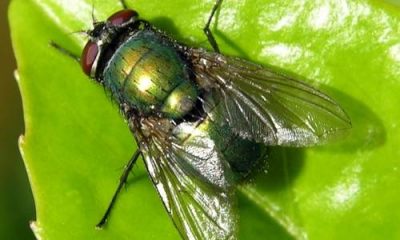 fly.jpg