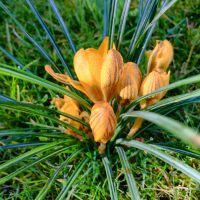 crocus-hdr.jpg