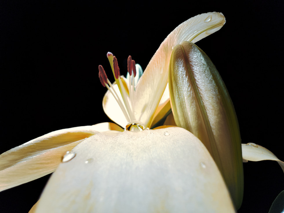 Shot on iPhone macro challenge