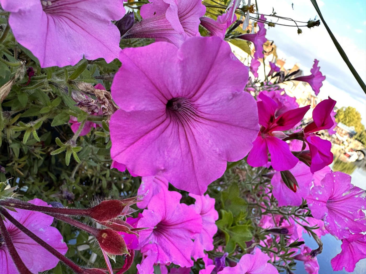 test iPhone 14 Pro Max