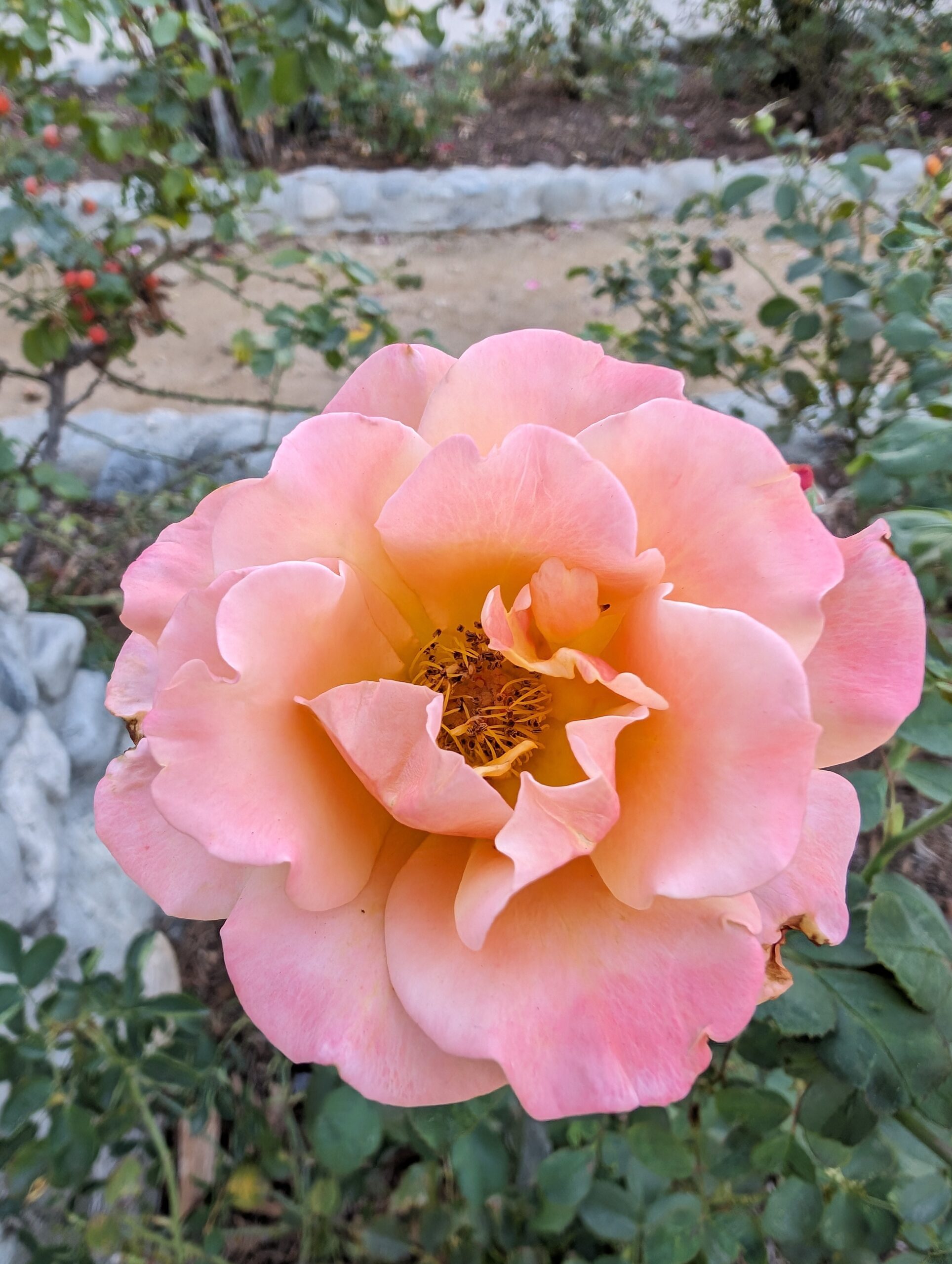 Google pixel 8 pro fleurs camera principale