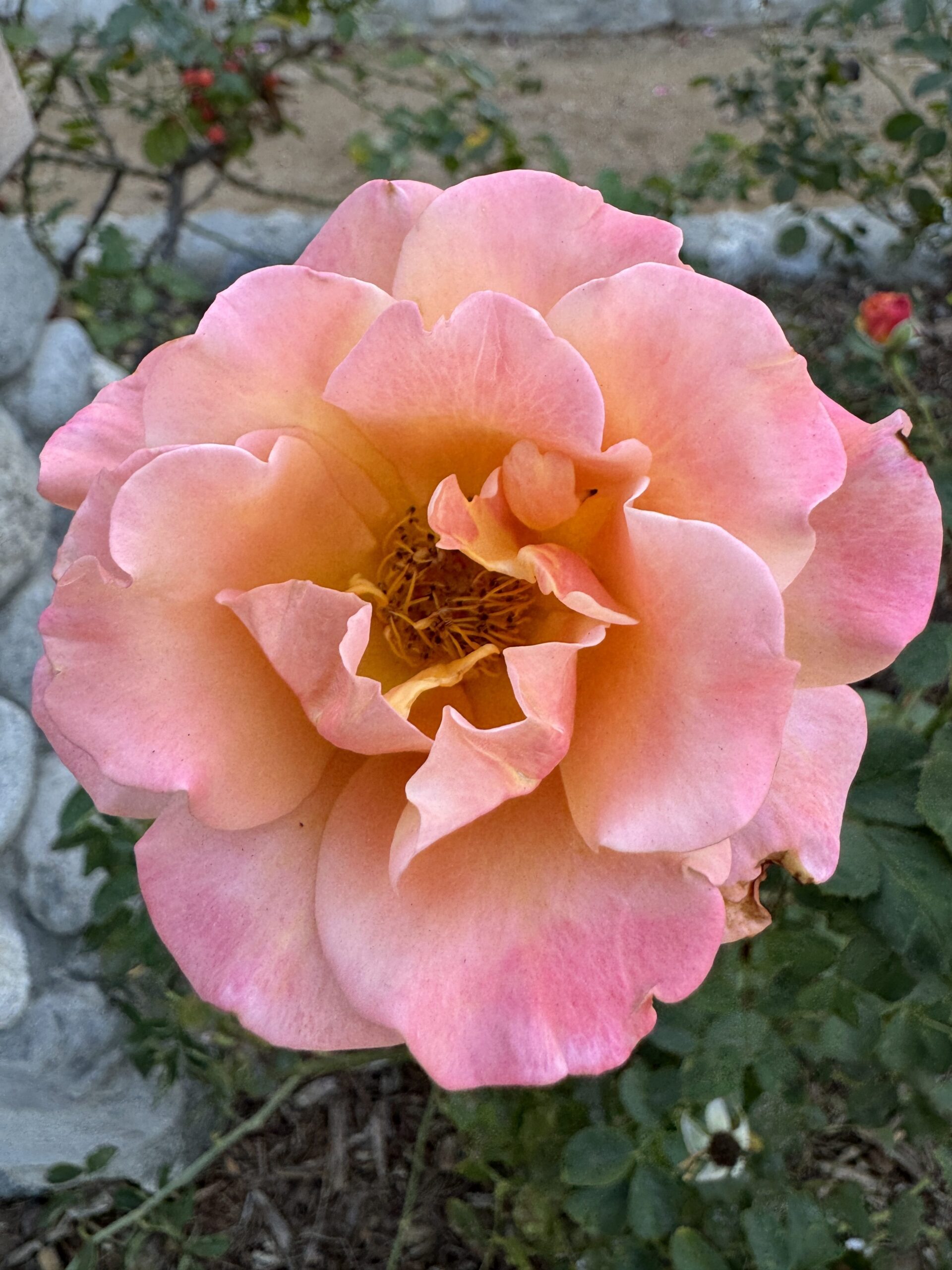 iPhone 15 pro fleurs camera principale