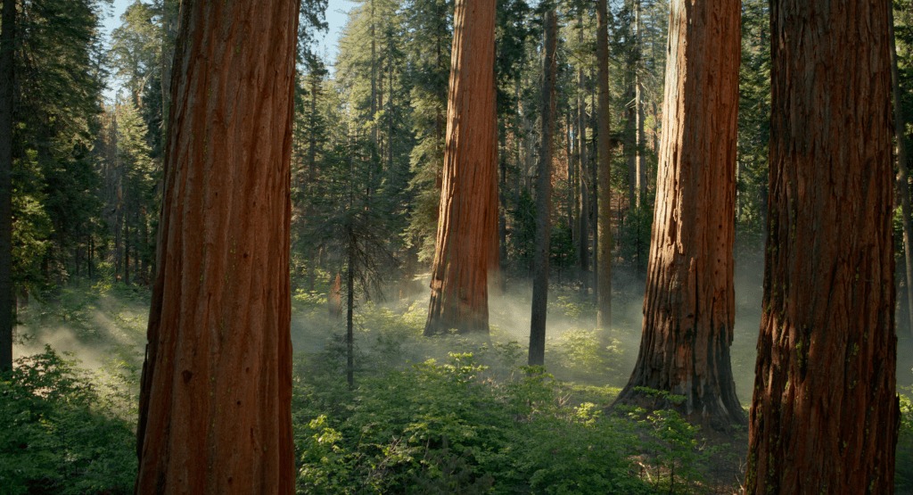 Macos sequoia midi