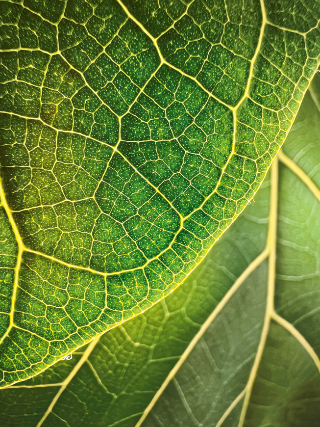 Shot on iPhone macro challenge