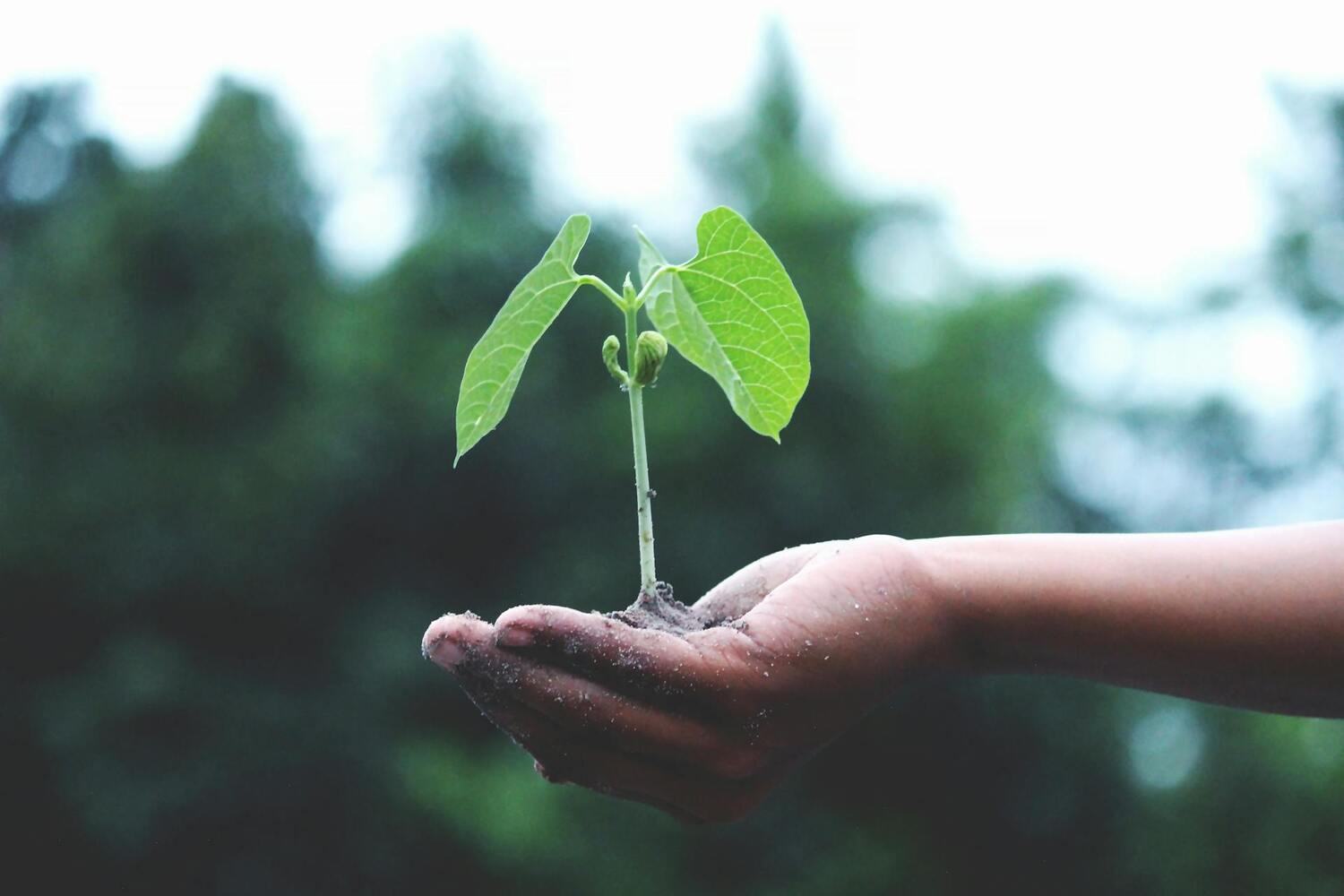 Ecologie